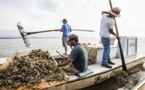 Oyster Comeback