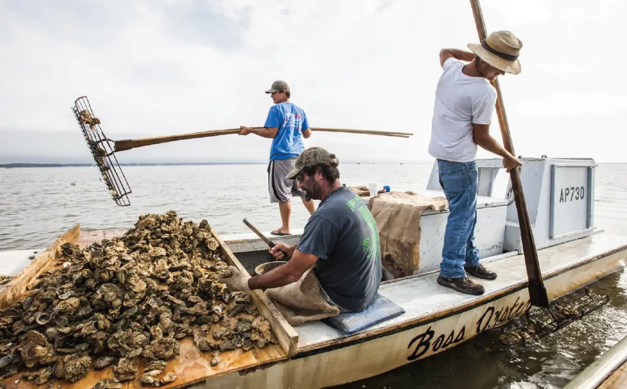 Oyster Comeback